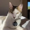 PetGuard NFC 3D – Identificación Inteligente para tu Mascota #mod003